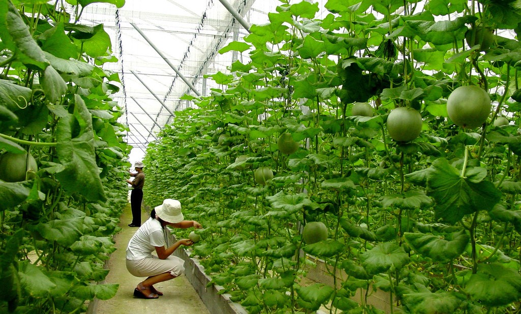 Công nghệ sinh học là giải pháp cho phát triển nông nghiệp bền vững