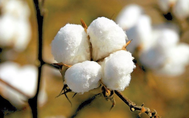 bt cotton